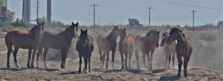 mustangs